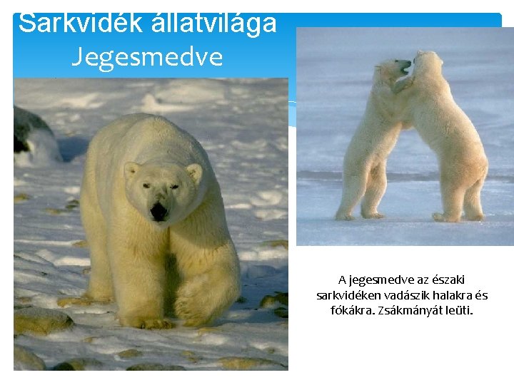 Sarkvidék állatvilága Jegesmedve A jegesmedve az északi sarkvidéken vadászik halakra és fókákra. Zsákmányát leüti.