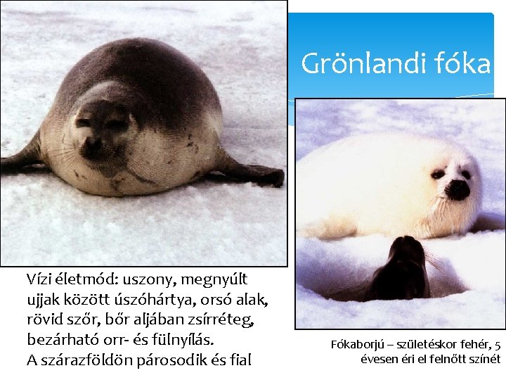 Grönlandi fóka Vízi életmód: uszony, megnyúlt ujjak között úszóhártya, orsó alak, rövid szőr, bőr