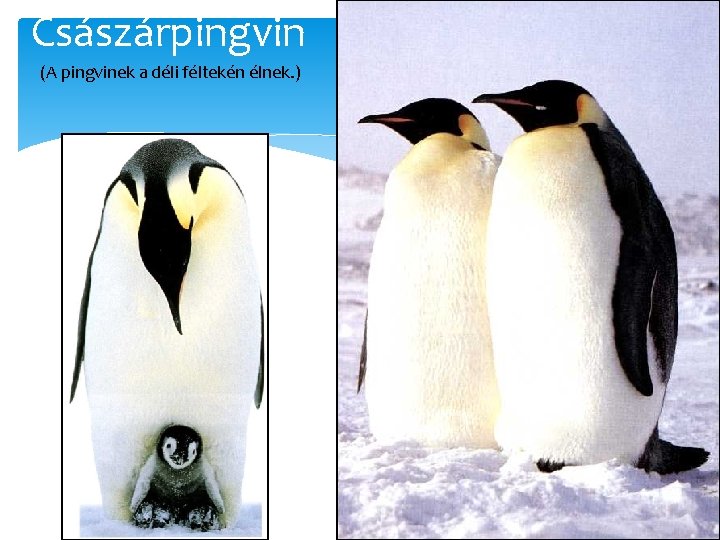 Császárpingvin (A pingvinek a déli féltekén élnek. ) 