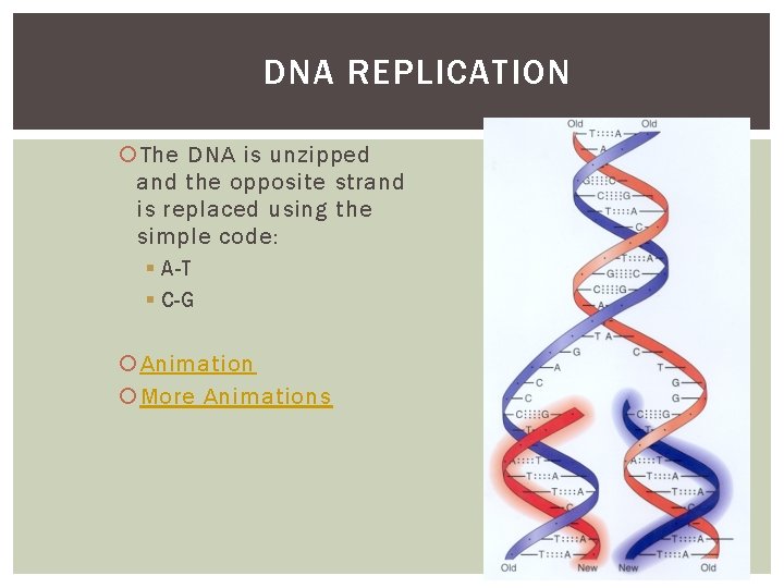 013015 To Do Bell Work DNA Structure Replication