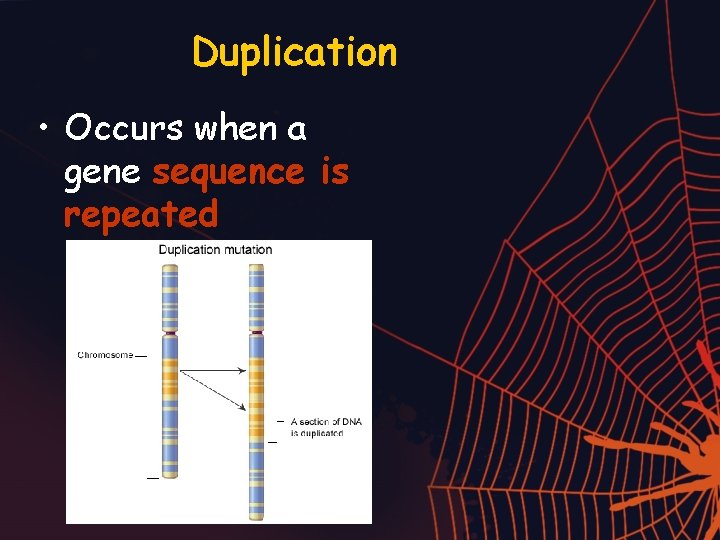 Duplication • Occurs when a gene sequence is repeated 