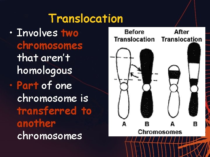 Translocation • Involves two chromosomes that aren’t homologous • Part of one chromosome is