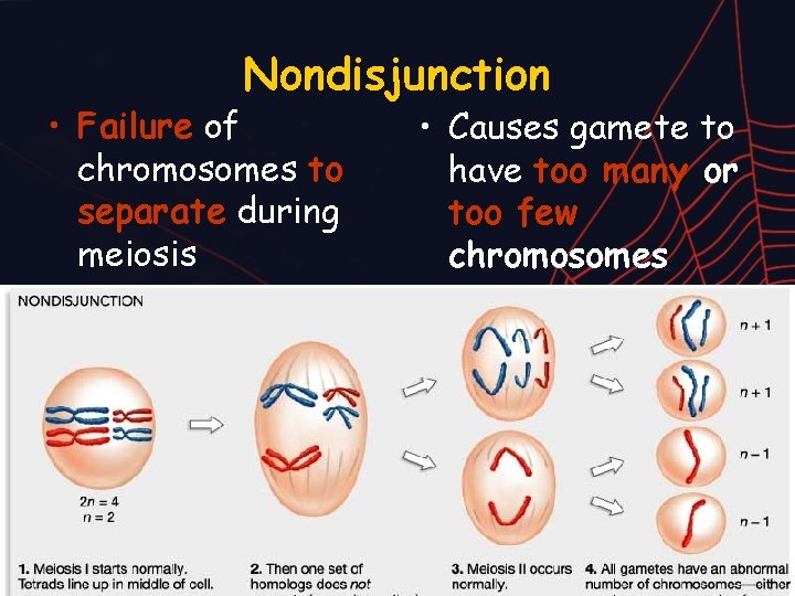 Nondisjunction • Failure of chromosomes to separate during meiosis • Causes gamete to have