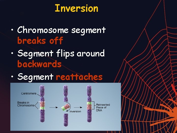 Inversion • Chromosome segment breaks off • Segment flips around backwards • Segment reattaches