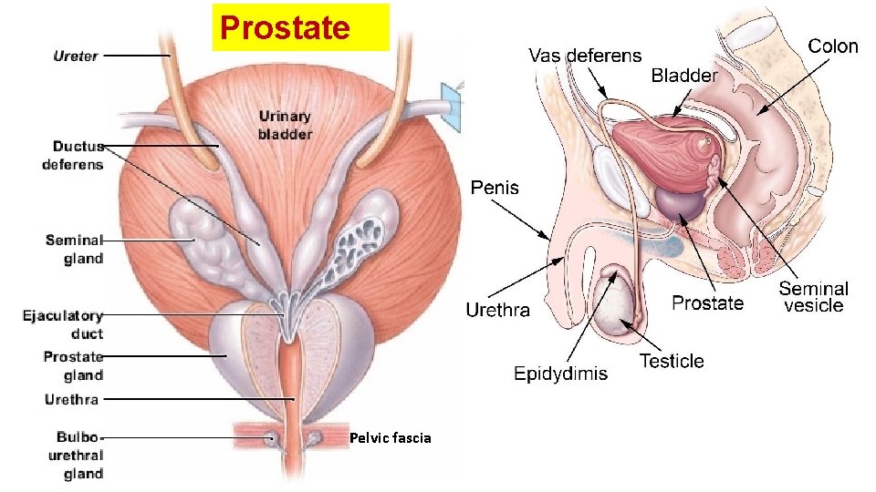 Prostate Pelvic fascia 