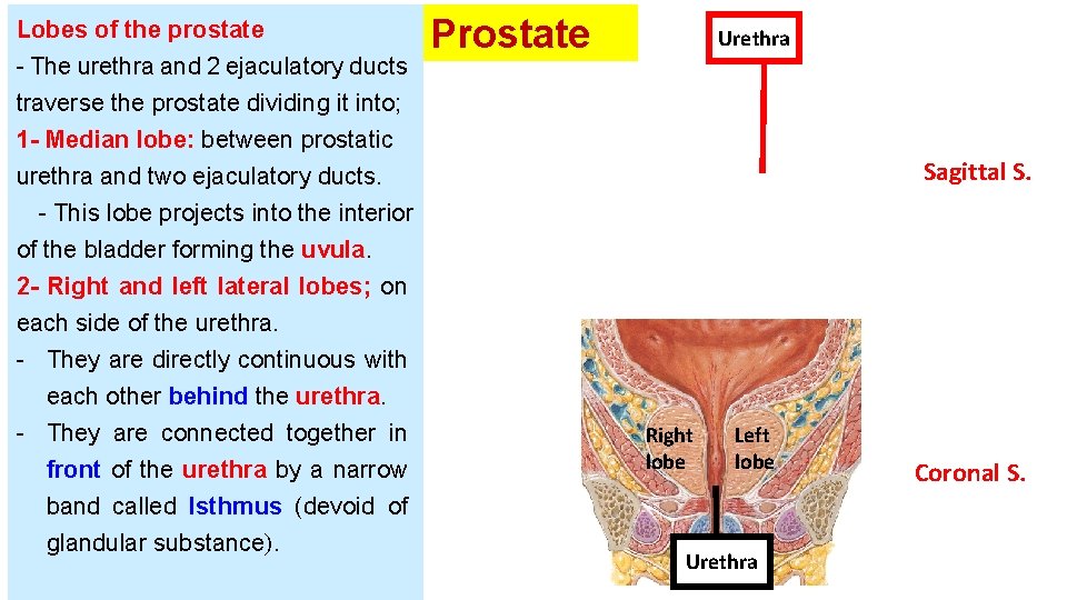 Lobes of the prostate - The urethra and 2 ejaculatory ducts traverse the prostate