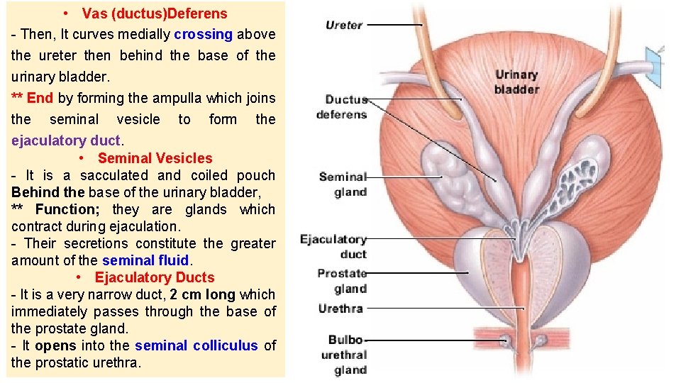  • Vas (ductus)Deferens - Then, It curves medially crossing above the ureter then