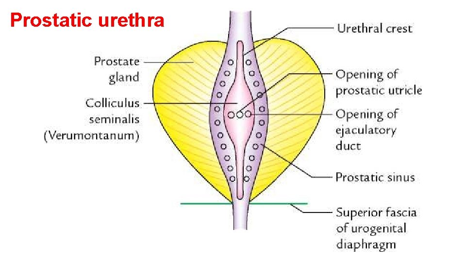 Prostatic urethra 