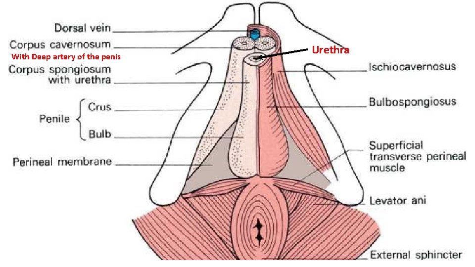 With Deep artery of the penis Urethra 
