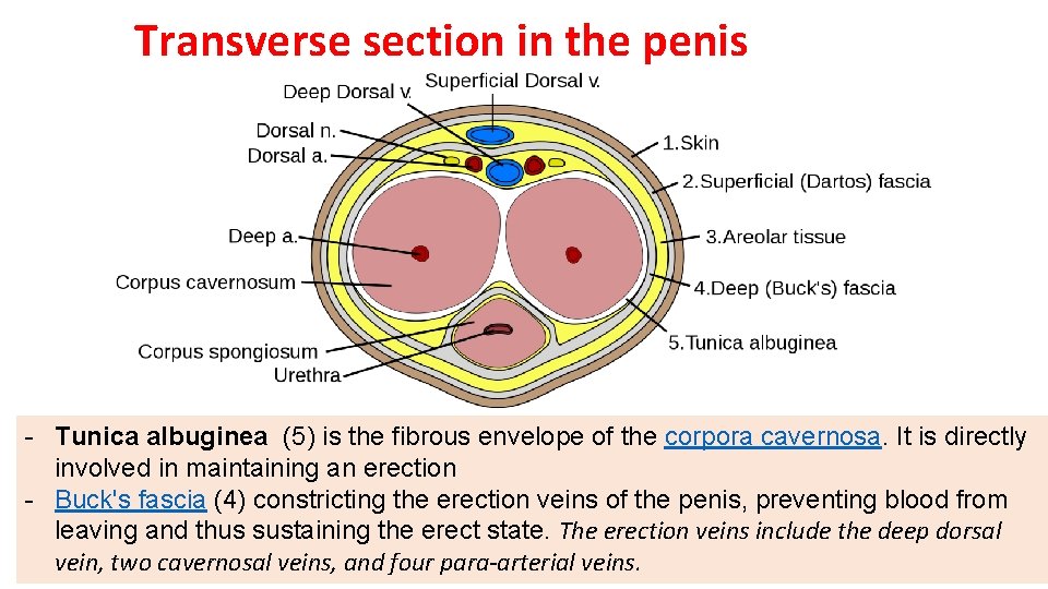 Transverse section in the penis - Tunica albuginea (5) is the fibrous envelope of