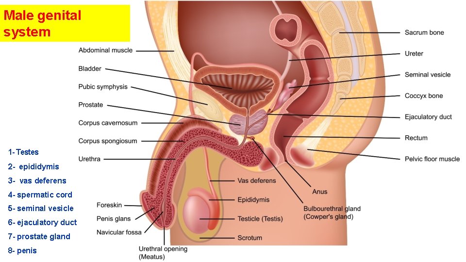 Male genital system 1 - Testes 2 - epididymis 3 - vas deferens 4
