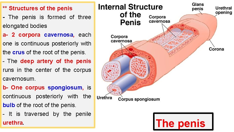 ** Structures of the penis - The penis is formed of three elongated bodies
