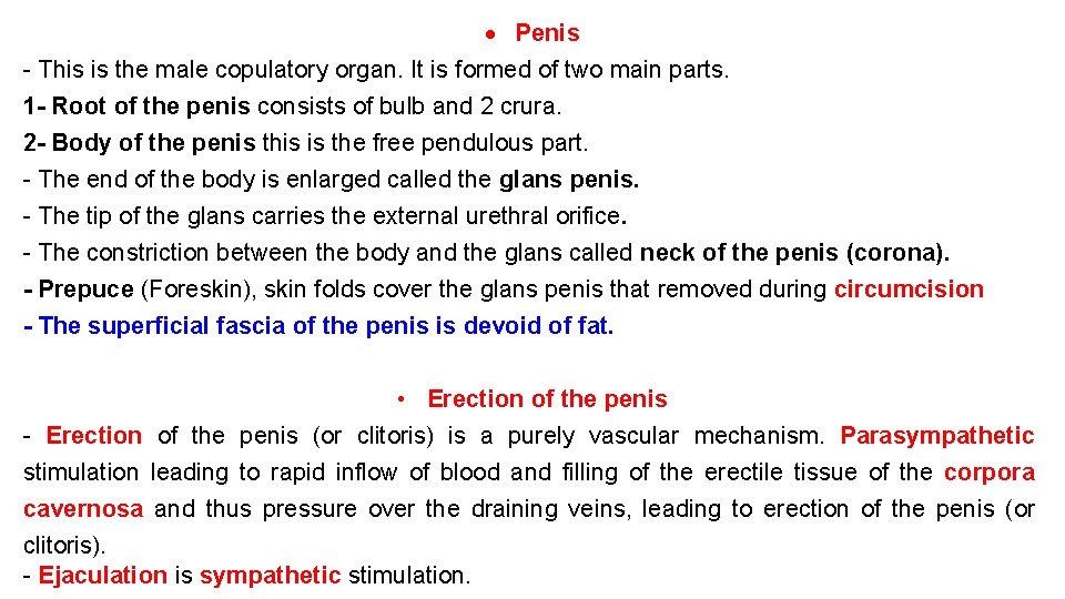  Penis - This is the male copulatory organ. It is formed of two