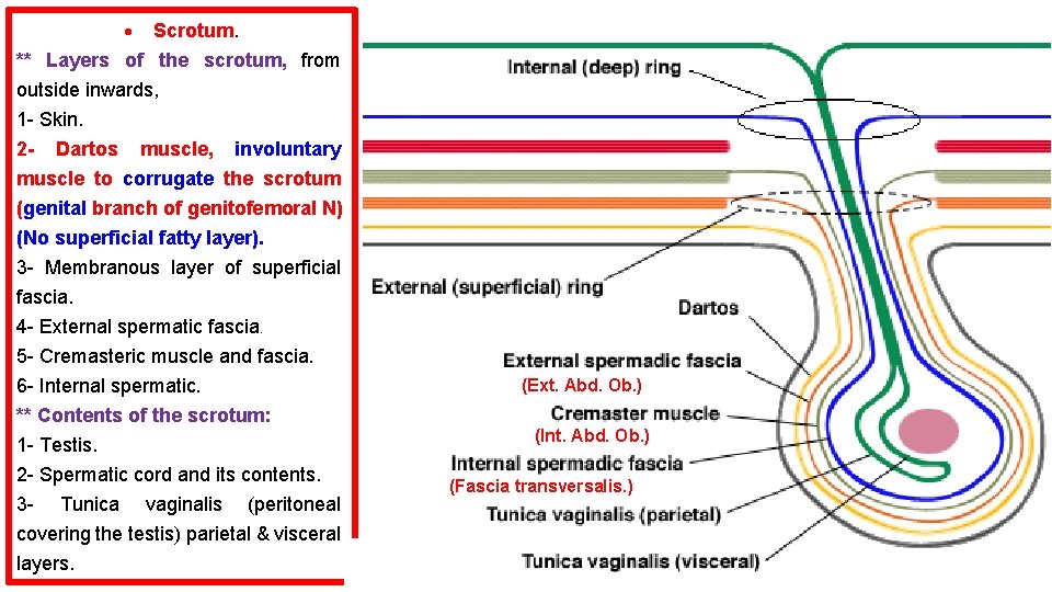  Scrotum. ** Layers of the scrotum, from outside inwards, 1 - Skin. 2