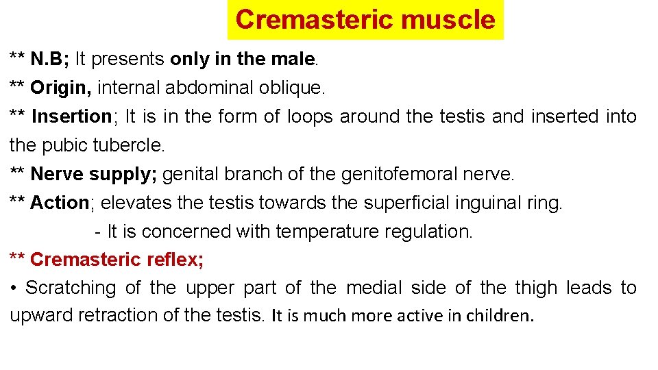 Cremasteric muscle ** N. B; It presents only in the male. ** Origin, internal