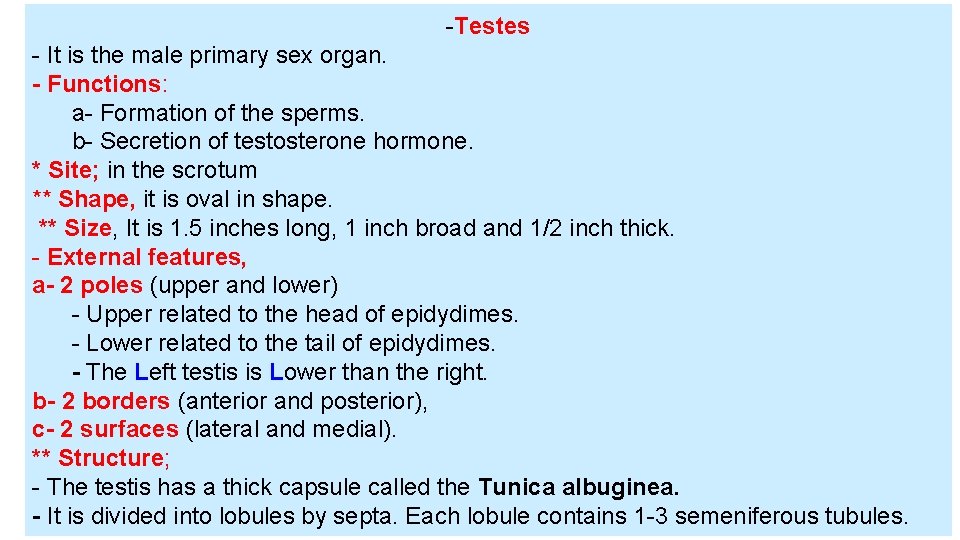 -Testes - It is the male primary sex organ. - Functions: a- Formation of