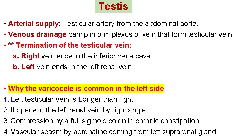 Testis • Arterial supply: Testicular artery from the abdominal aorta. • Venous drainage pamipiniform