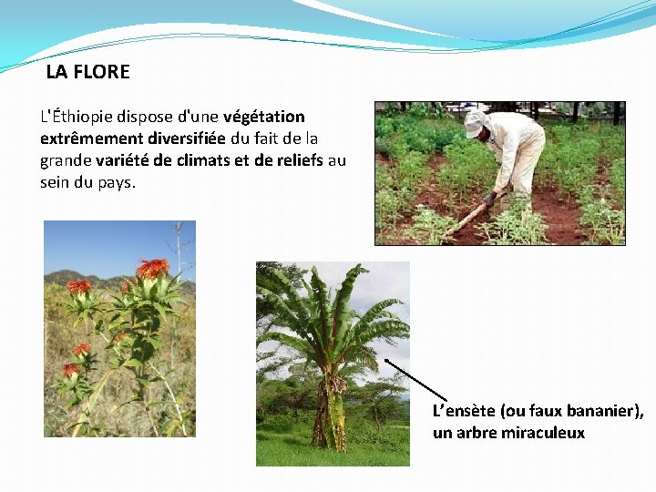 LA FLORE L'Éthiopie dispose d'une végétation extrêmement diversifiée du fait de la grande variété