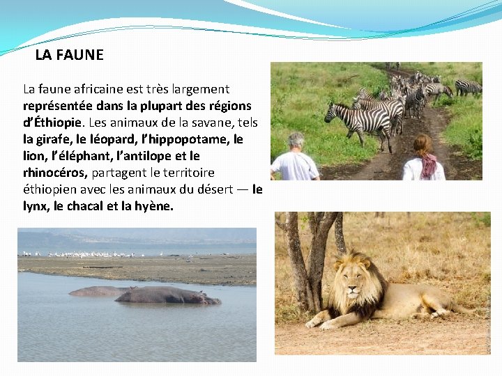 LA FAUNE La faune africaine est très largement représentée dans la plupart des régions