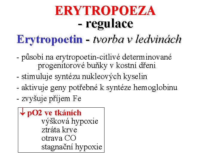 ERYTROPOEZA - regulace Erytropoetin - tvorba v ledvinách - působí na erytropoetin-citlivé determinované progenitorové