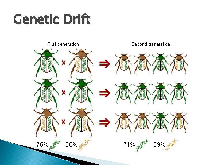 Genetic Drift 