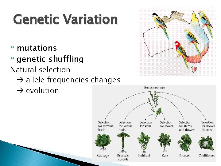 Genetic Variation mutations genetic shuffling Natural selection allele frequencies changes evolution 
