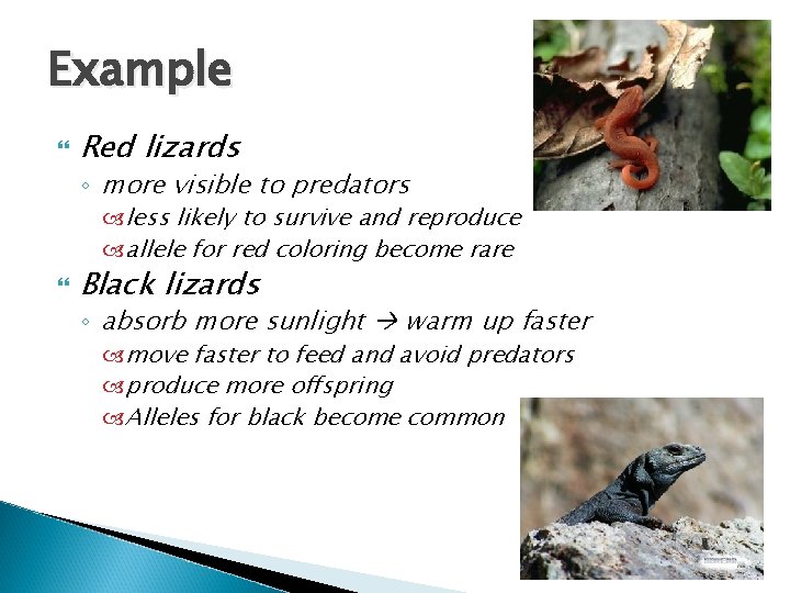 Example Red lizards ◦ more visible to predators less likely to survive and reproduce