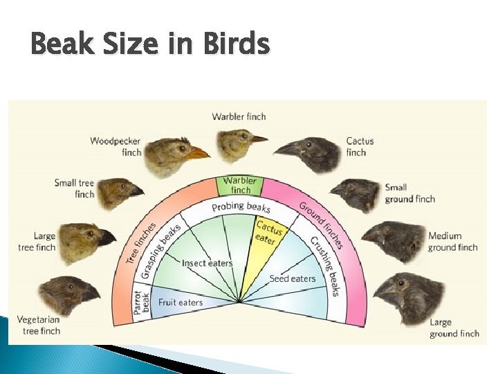 Beak Size in Birds 