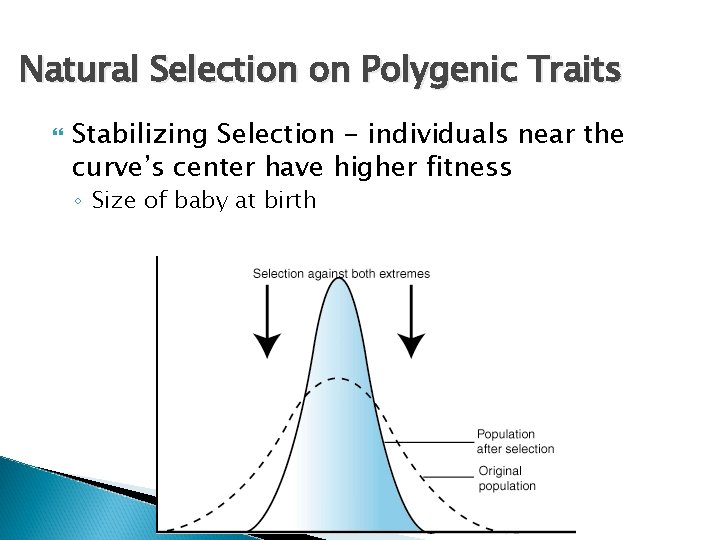 Natural Selection on Polygenic Traits Stabilizing Selection - individuals near the curve’s center have