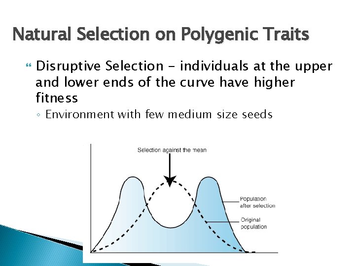 Natural Selection on Polygenic Traits Disruptive Selection - individuals at the upper and lower