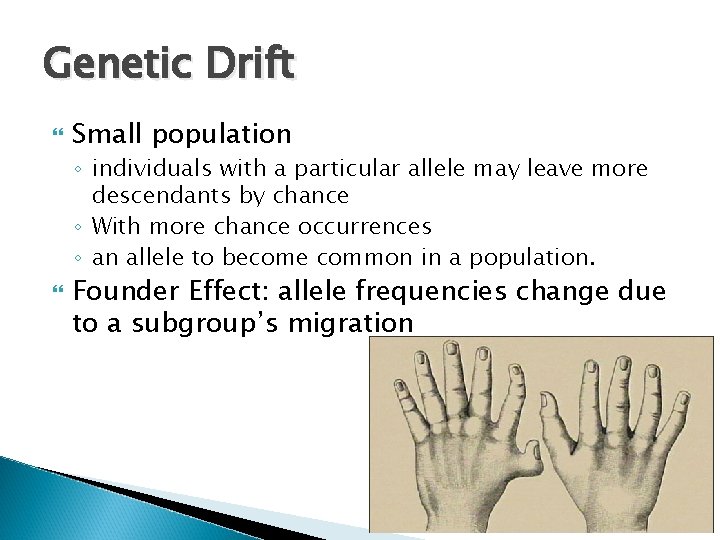 Genetic Drift Small population ◦ individuals with a particular allele may leave more descendants