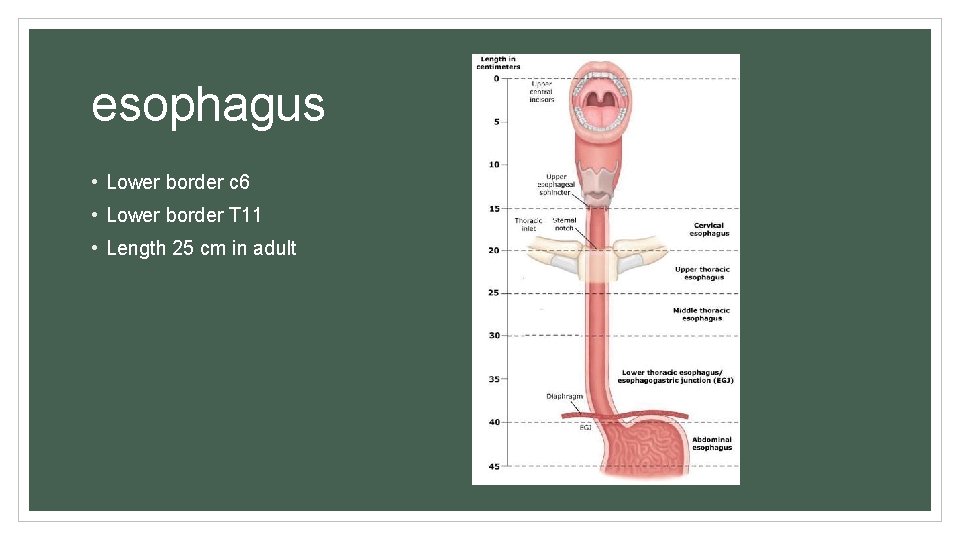 esophagus • Lower border c 6 • Lower border T 11 • Length 25