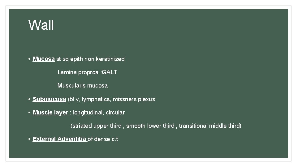 Wall • Mucosa st sq epith non keratinized Lamina proproa : GALT Muscularis mucosa