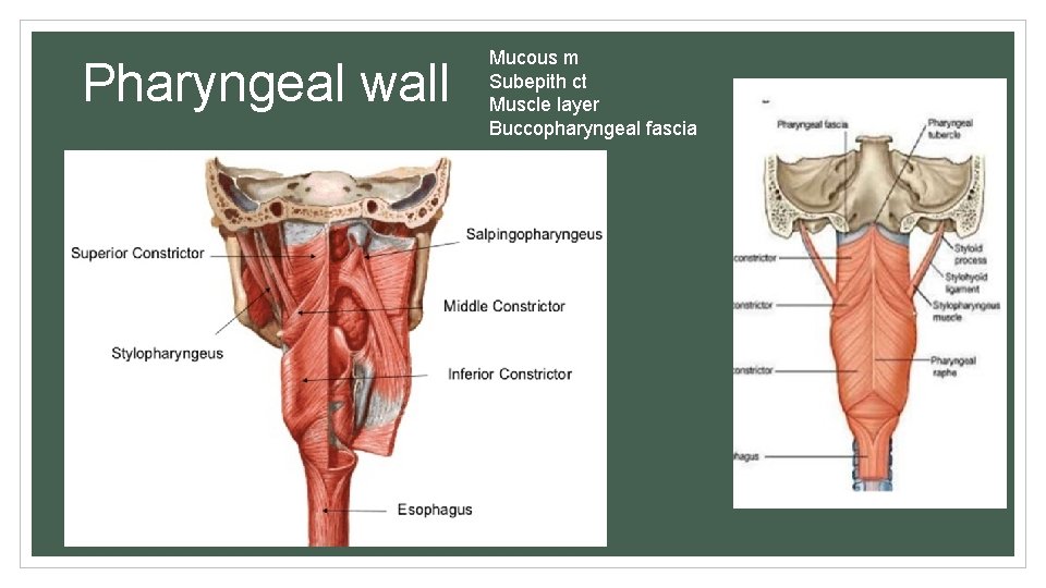 Pharyngeal wall Mucous m Subepith ct Muscle layer Buccopharyngeal fascia 