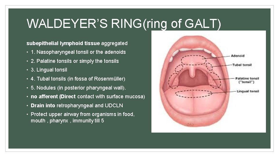 WALDEYER’S RING(ring of GALT) subepithelial lymphoid tissue aggregated • 1. Nasopharyngeal tonsil or the