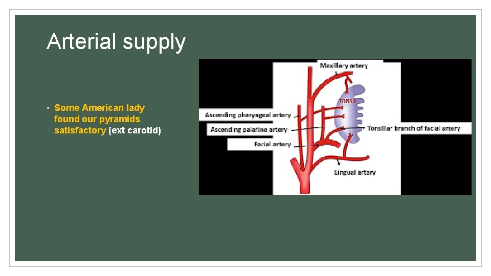 Arterial supply • Some American lady found our pyramids satisfactory (ext carotid) 