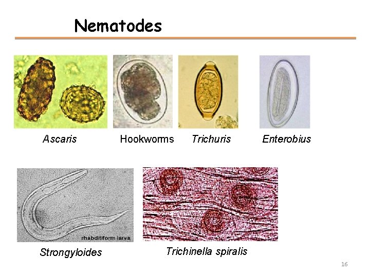 Nematodes Ascaris Strongyloides Hookworms Trichuris Enterobius Trichinella spiralis 16 