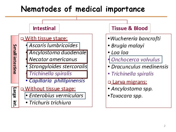 Nematodes of medical importance Intestinal With tissue stage: • Ascaris lumbricoides • Ancylostoma duodenale