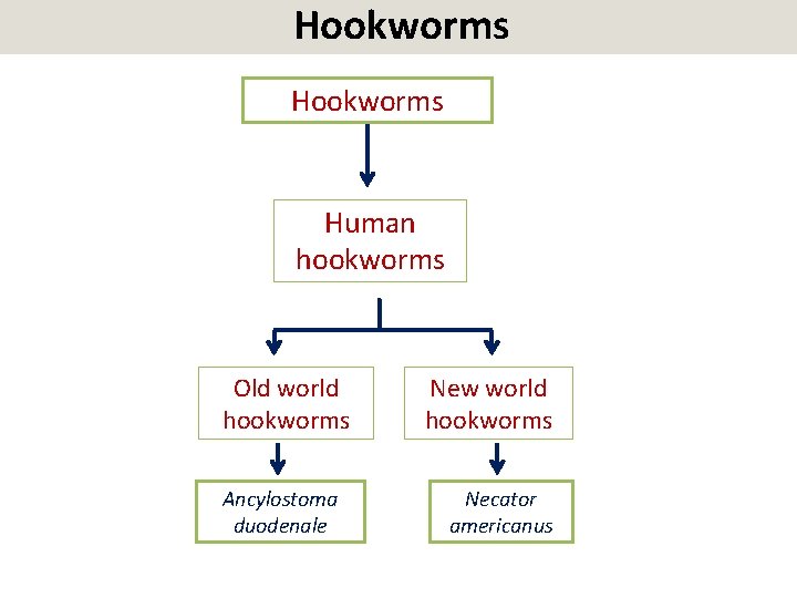 Hookworms Human hookworms Old world hookworms Ancylostoma duodenale New world hookworms Necator americanus 