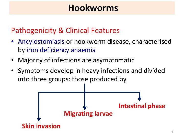 Hookworms Pathogenicity & Clinical Features • Ancylostomiasis or hookworm disease, characterised by iron deficiency