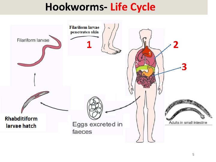 Hookworms- Life Cycle 1 2 3 5 