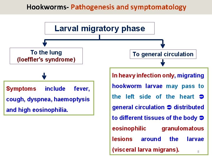 Hookworms- Pathogenesis and symptomatology Larval migratory phase To the lung (loeffler's syndrome) To general