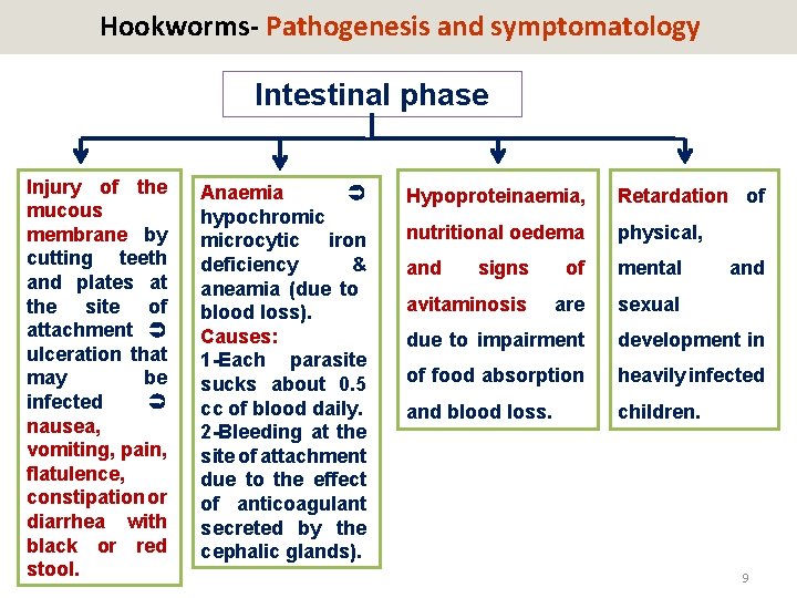 Hookworms- Pathogenesis and symptomatology Intestinal phase Injury of the mucous membrane by cutting teeth