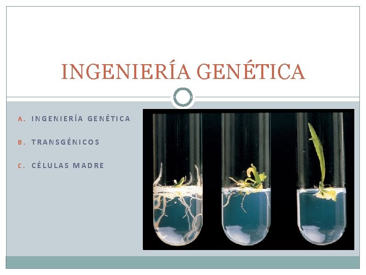 INGENIERÍA GENÉTICA A. INGENIERÍA GENÉTICA B. TRANSGÉNICOS C. CÉLULAS MADRE 