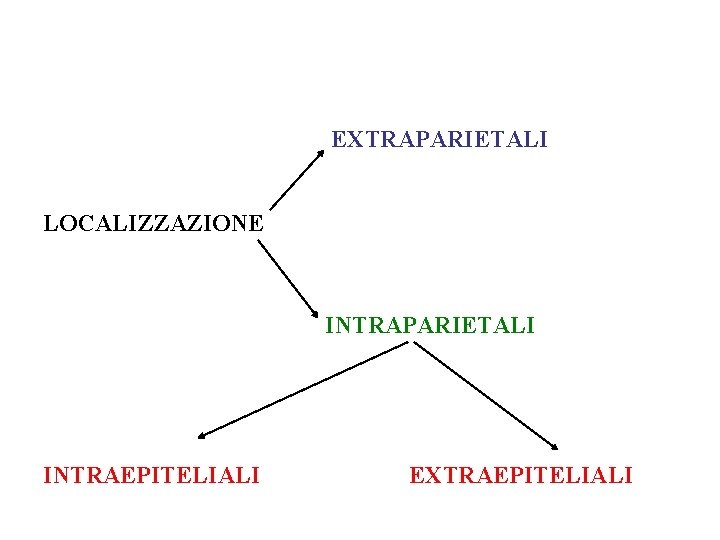 EXTRAPARIETALI LOCALIZZAZIONE INTRAPARIETALI INTRAEPITELIALI EXTRAEPITELIALI 