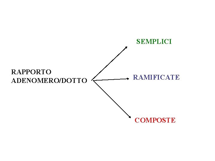 SEMPLICI RAPPORTO ADENOMERO/DOTTO RAMIFICATE COMPOSTE 