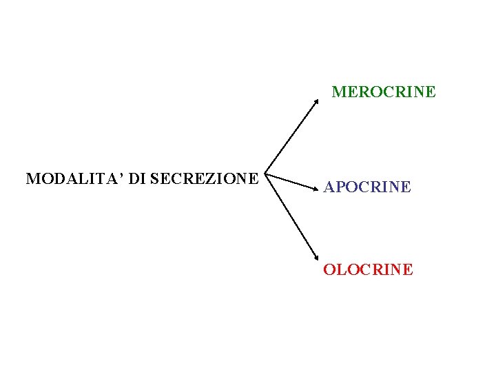 MEROCRINE MODALITA’ DI SECREZIONE APOCRINE OLOCRINE 