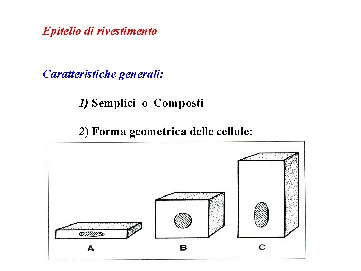 Epitelio di rivestimento Caratteristiche generali: 1) Semplici o Composti 2) Forma geometrica delle cellule: