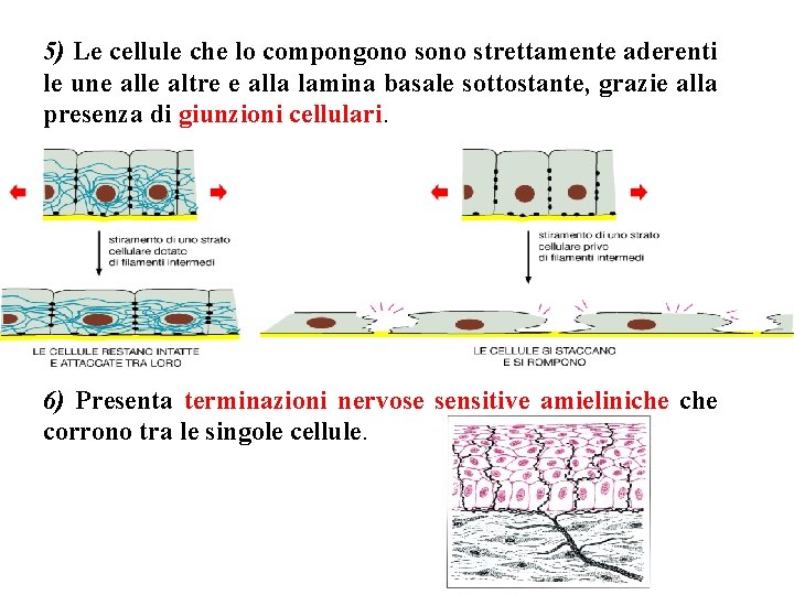 5) Le cellule che lo compongono strettamente aderenti le une alle altre e alla