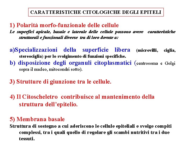 CARATTERISTICHE CITOLOGICHE DEGLI EPITELI 1) Polarità morfo-funzionale delle cellule Le superfici apicale, basale e